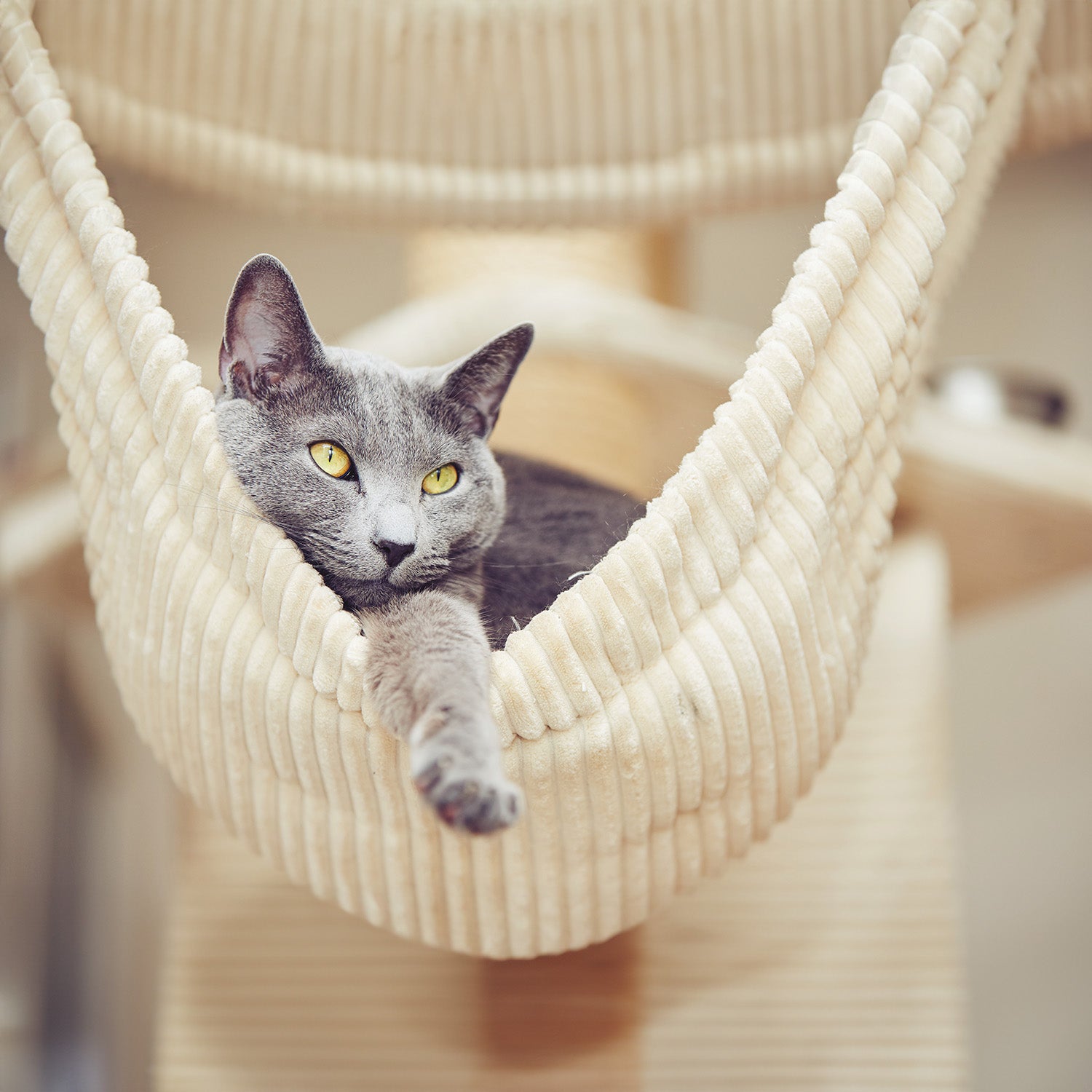 Household Items That Can Harm Your Cat
