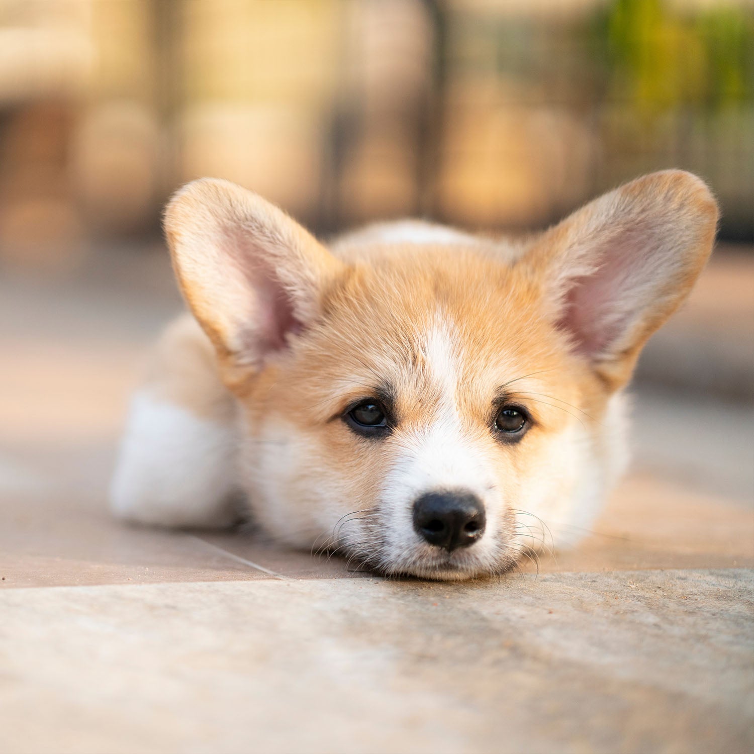 What to Do When Your Dog Is Sick?