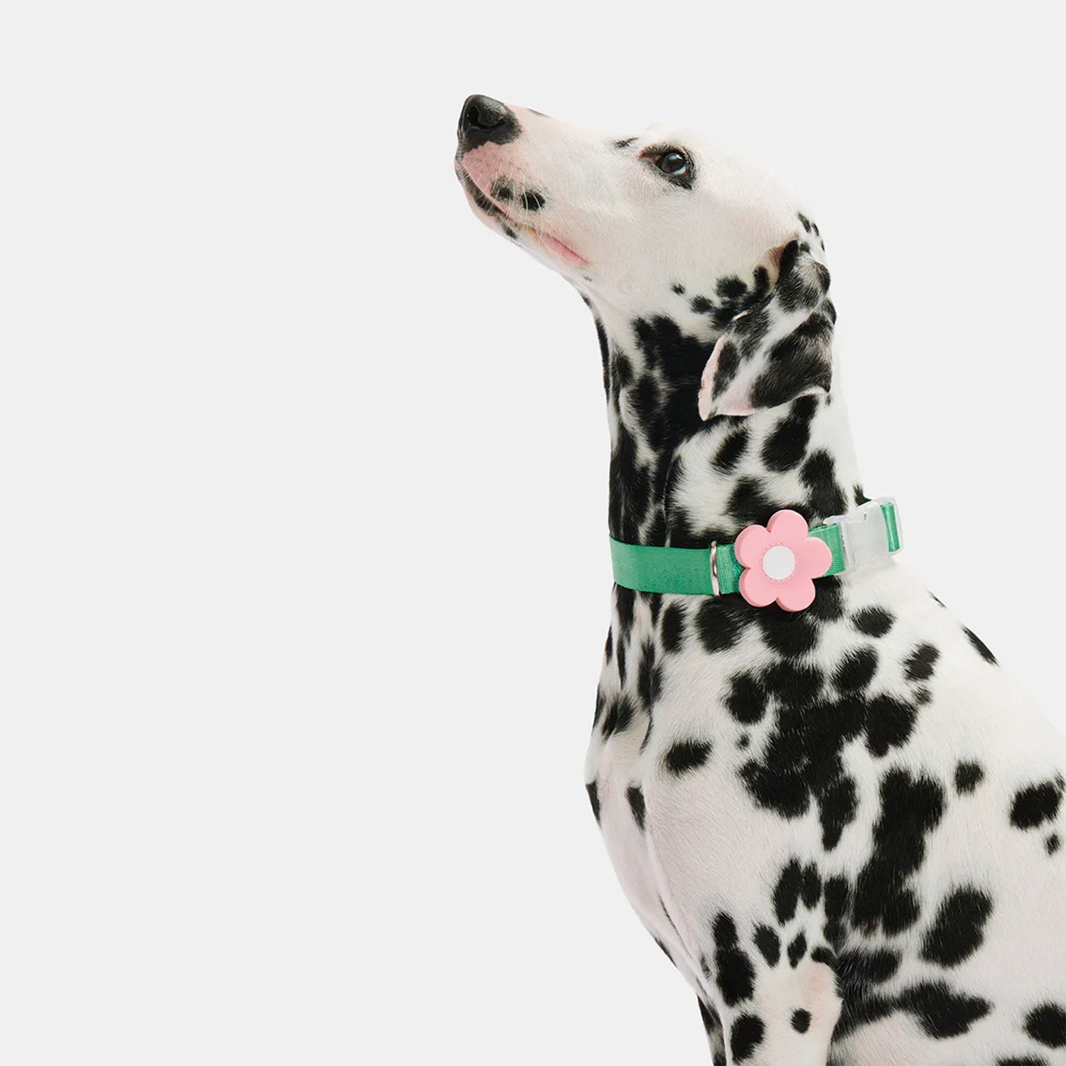 Flora_Dog_Leash_and_Collar_with_Harness_Backpack