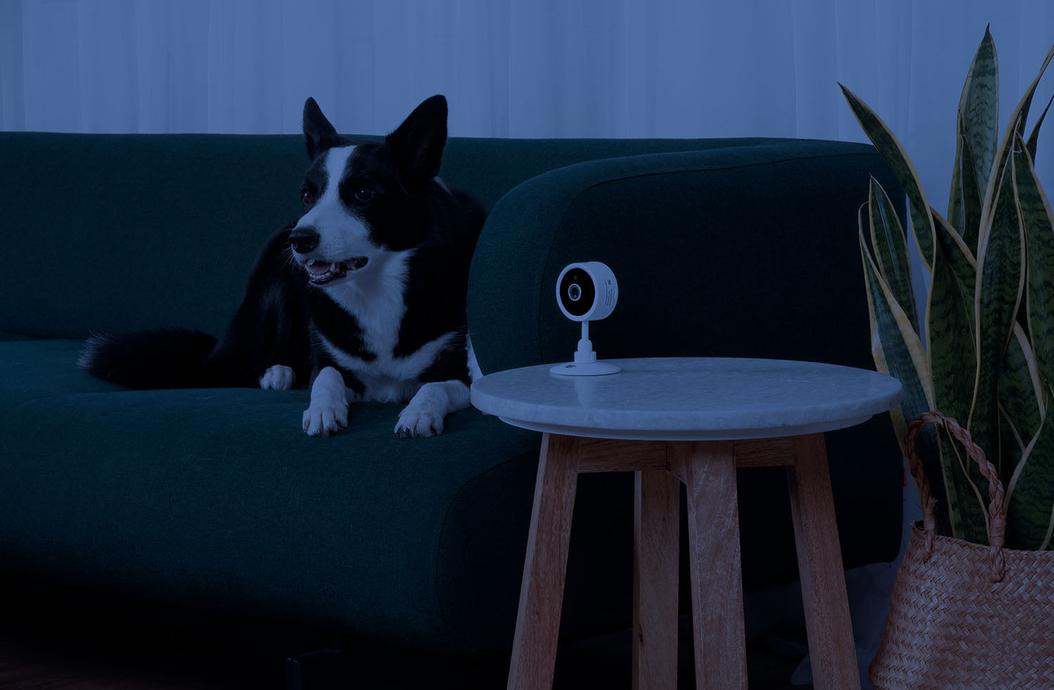 IC137W_purrsight_mini_pet_camera_night_vision