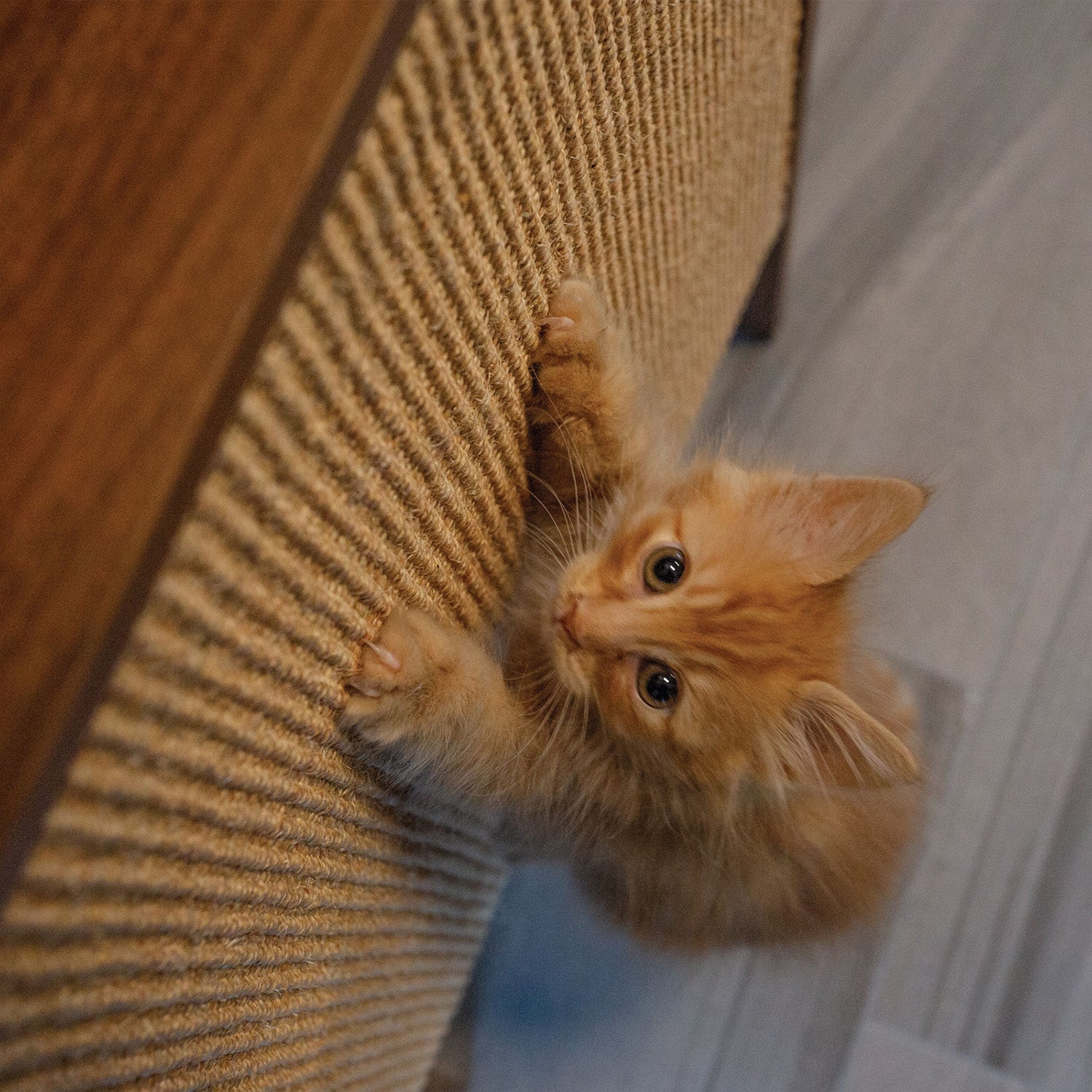 WESLEY Wall Cat Scratcher with Shelf - One Size