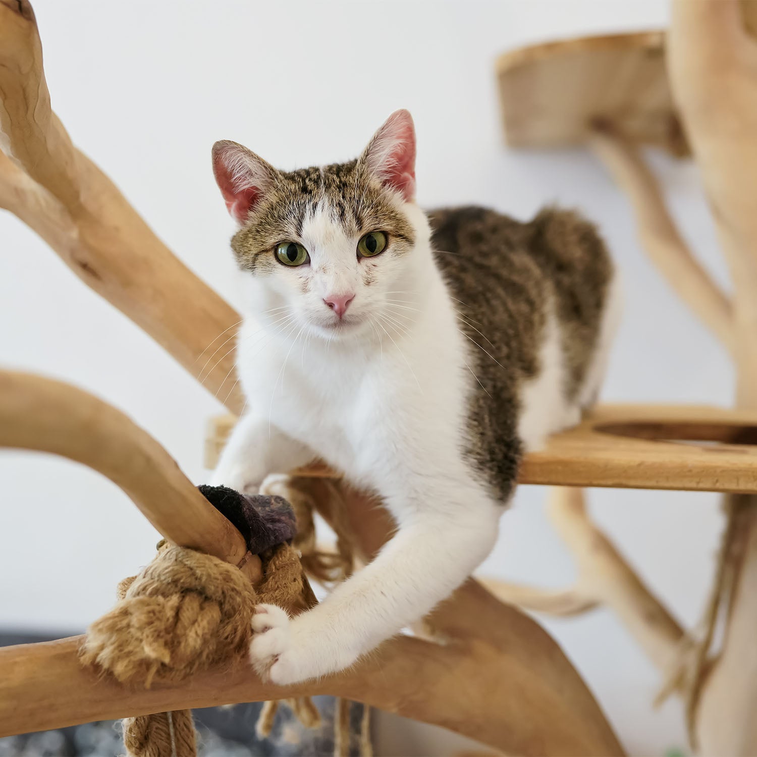 The Importance of Exercise for Your Healthy Pet's Health