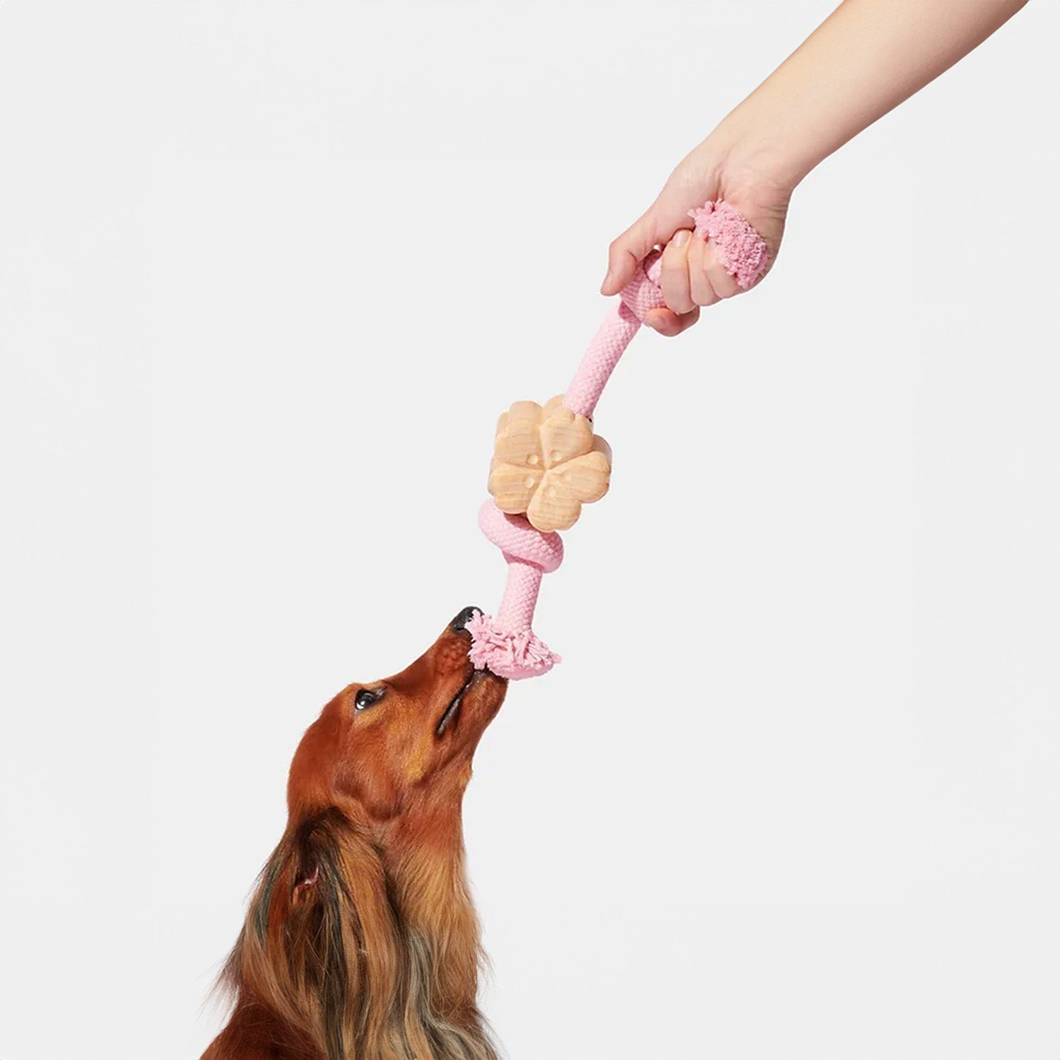 Tips to Prevent Your Pet from Chewing Up Stuff Instachew