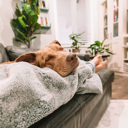 PIXIE Throw Pet Blanket - One Size