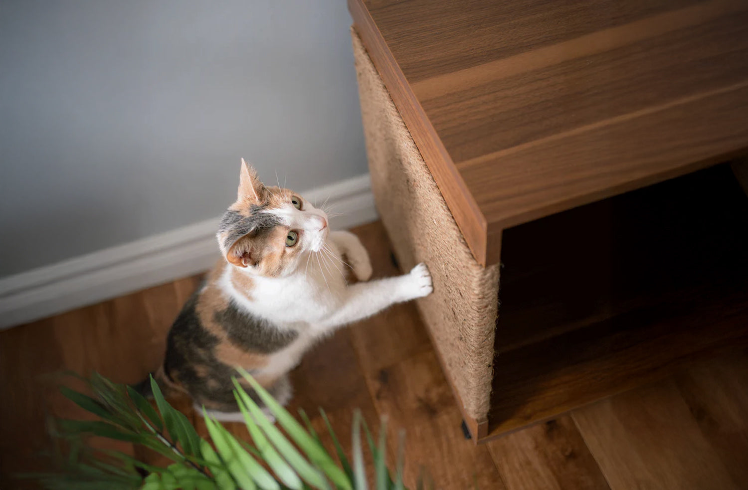 星村麻衣　/ complete box HOSHI Pet Cabinet with Scratcher - Stylish Pet Storage – Instachew