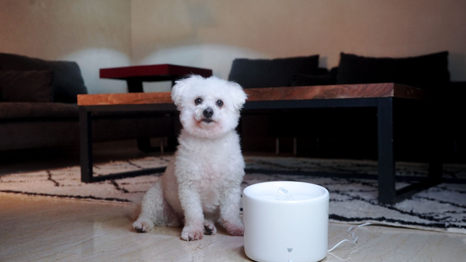 IC868_purrflow_smart_pet_fountain_hydrate