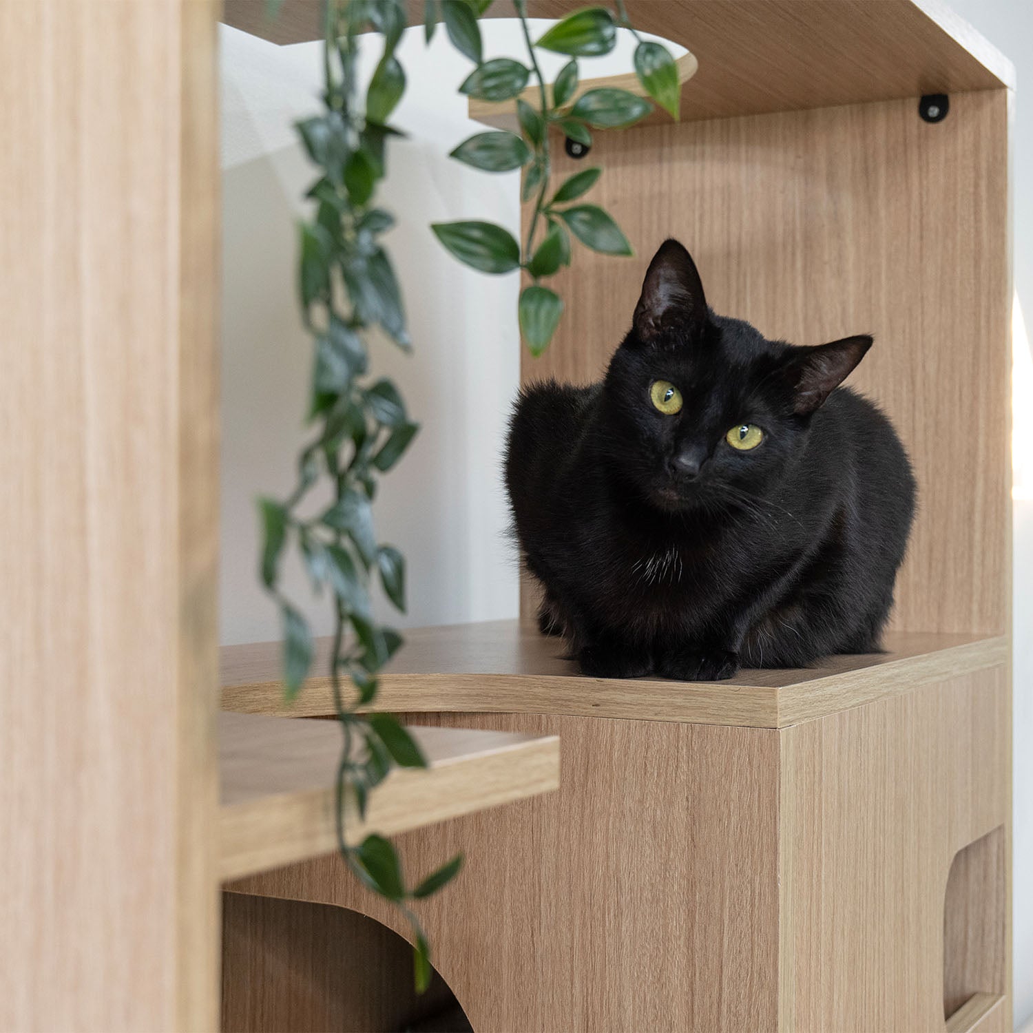 CLIFFORD Premium Multifunctional Cat Furniture with Storage - One size