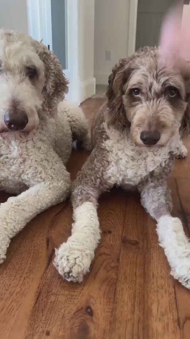 Load video: Purechew Snack UGC 04.mp4